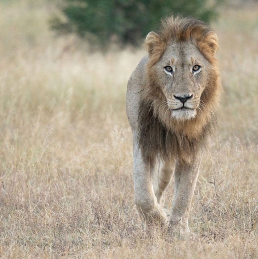 Male lion walking directly at a Sabi Sabi game drive vehicle. Male lion walking directly at a Sabi Sabi game drive vehicle.