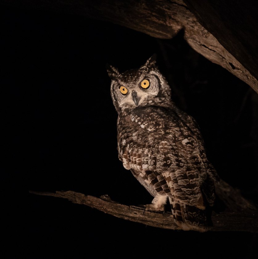 Mesmerising Spotted Eagle-Owl sighting on a Sabi Sabi night drive. Mesmerising Spotted Eagle-Owl sighting on a Sabi Sabi night drive.