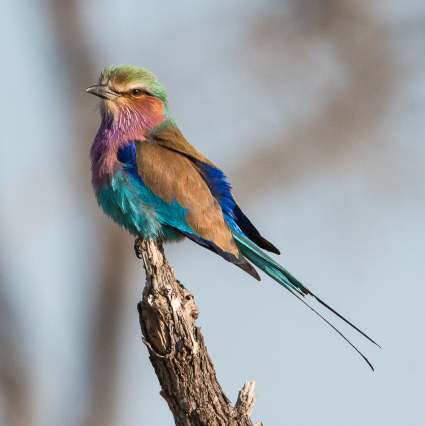 Birds  56