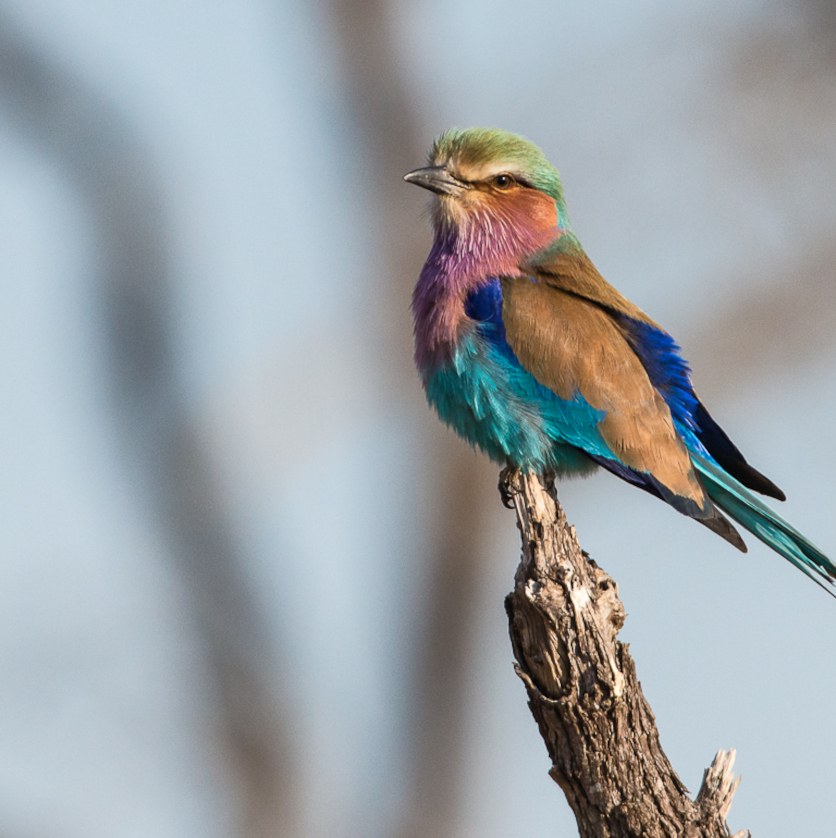 Lilac-breasted roller spotted on a perch while on a private Sabi Sabi game drive.
