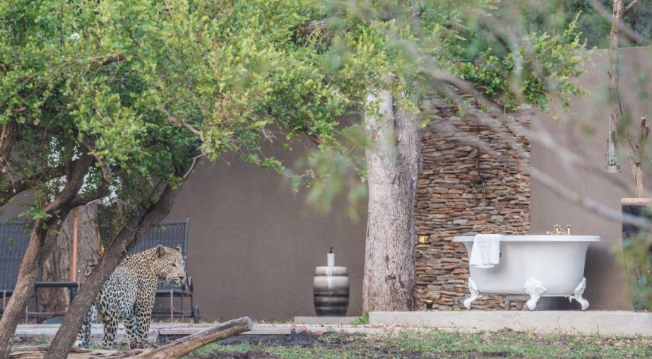 Leopard spotted at The Ivory Presidential Suite Sabi Sabi.