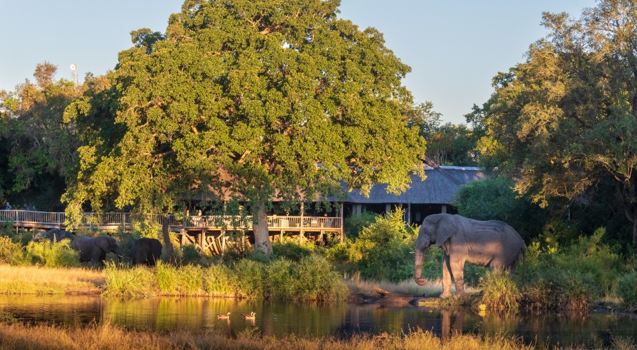 Witness majestic elephants quenching their thirst at the waterhole from Sabi Sabi Bush Lodge's deck. Witness majestic elephants quenching their thirst at the waterhole from Sabi Sabi Bush Lodge's deck.