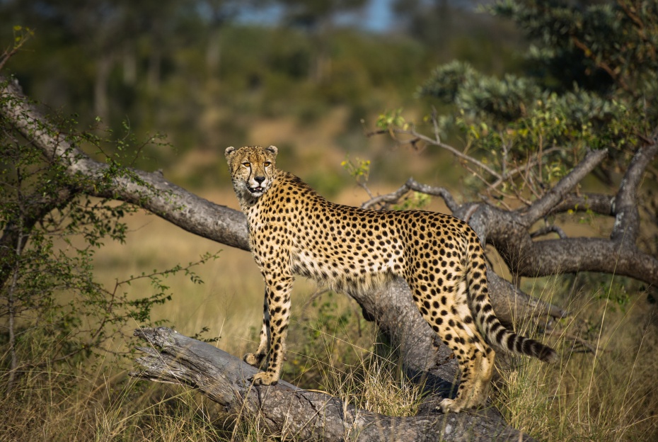 Majestic cheetah sighting on a thrilling safari game drive. Majestic cheetah sighting on a thrilling safari game drive.