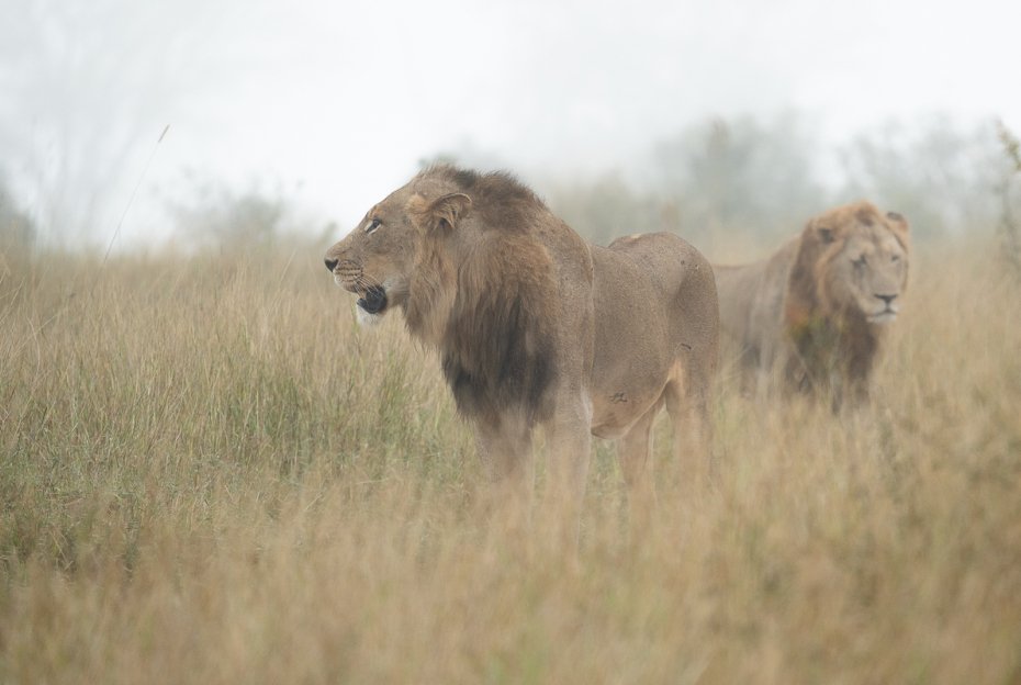 Two male lions spotted on a Sabi Sabi game drive. Two male lions spotted on a Sabi Sabi game drive.