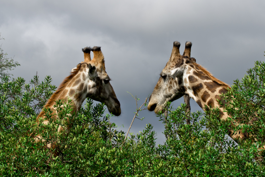 General Wildlife 129