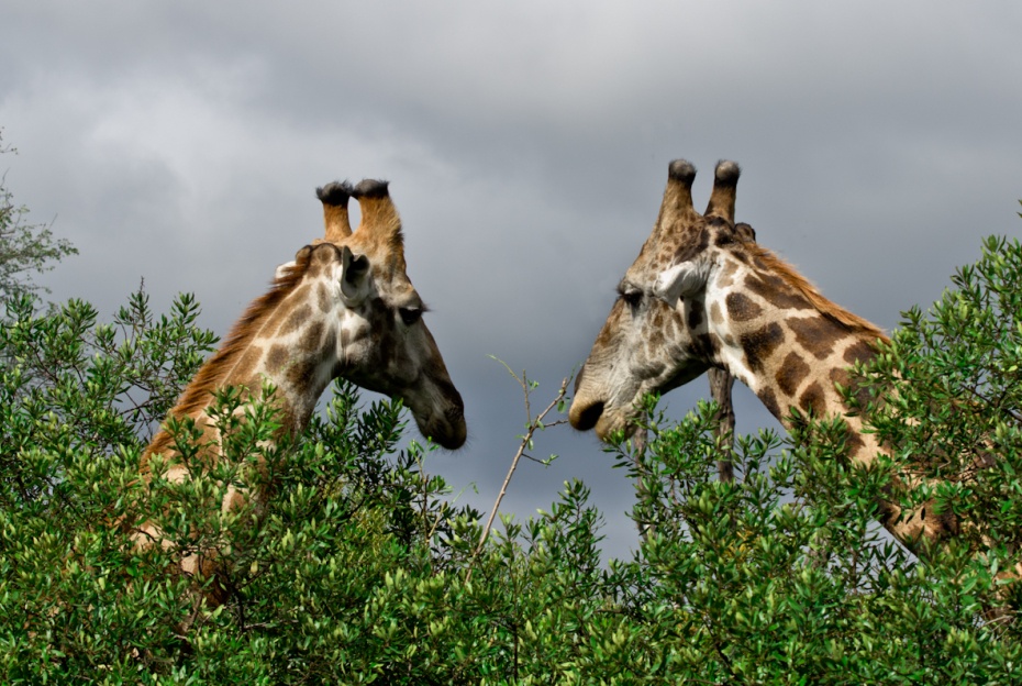 Giraffes graze on high treetops, a graceful sight. Giraffes graze on high treetops, a graceful sight.