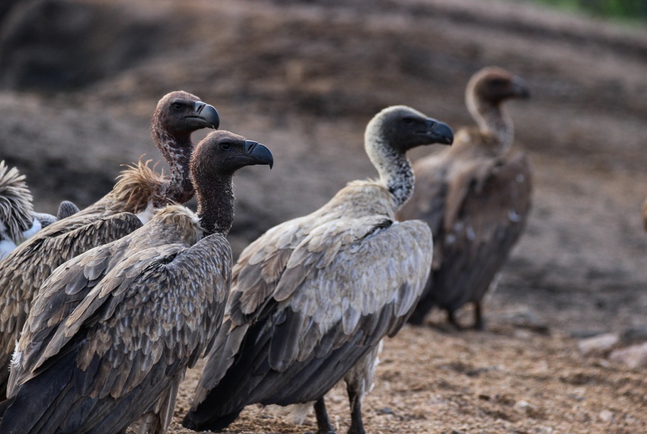 Vulture sighting on Sabi Sabi game drive, captivating spectacle. Vulture sighting on Sabi Sabi game drive, captivating spectacle.