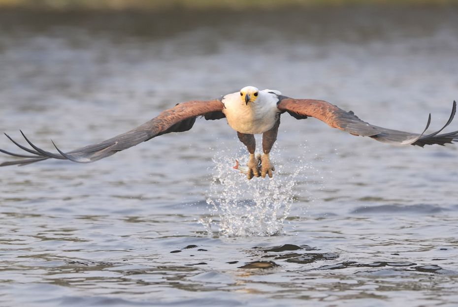 Birds  23