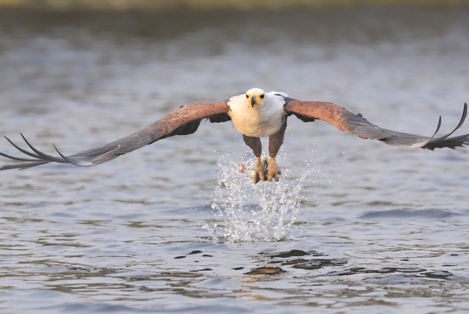 Witness the majestic African fish eagle triumphantly capturing its prey at Sabi Sabi. Witness the majestic African fish eagle triumphantly capturing its prey at Sabi Sabi.