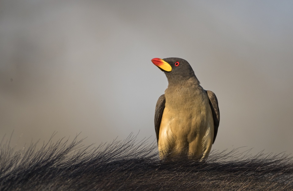 Yellow-billed Oxpecker perched on antelope's back.