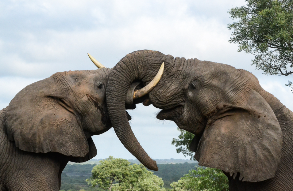Elephant 192