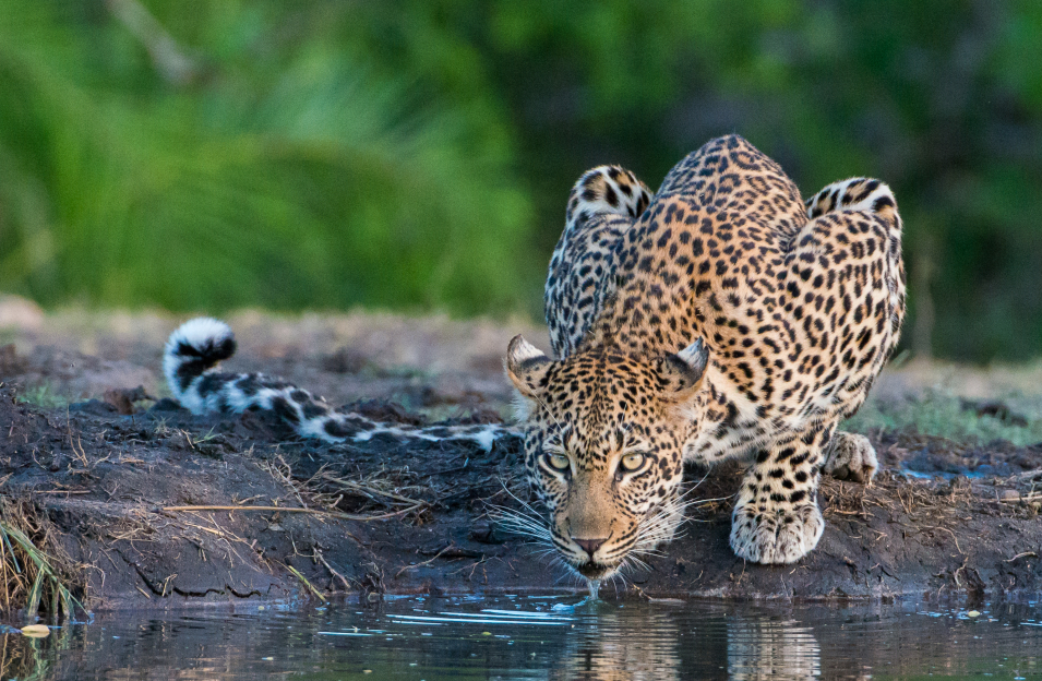 Leopard. 199