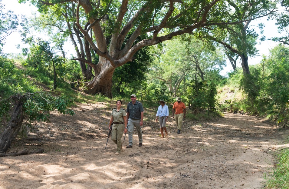 Exciting experience exploring the bush on foot with Sabi Sabi guided walking safari. Exciting experience exploring the bush on foot with Sabi Sabi guided walking safari.