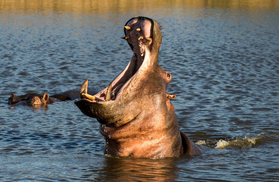 General Wildlife  44