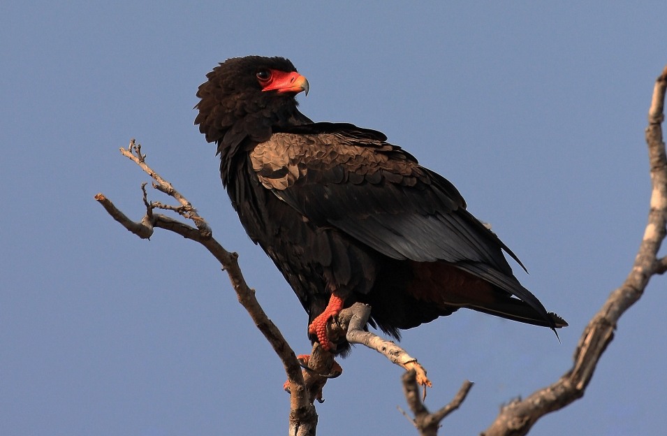 Bateleur majestically perched on a branch.