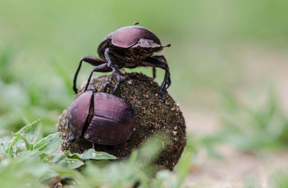 Dung beetles maintain Sabi Sabi's ecosystem. Dung beetles maintain Sabi Sabi's ecosystem.
