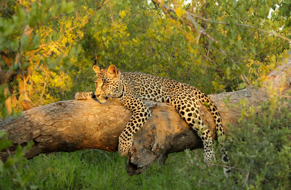Dieter Lategan Ntsumi Cub 0120123 02 Dieter Lategan Ntsumi Cub 0120123 02