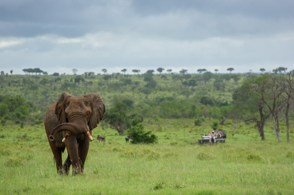 Guests spotted an elephant gracefully waving its trunk during a private game drive. Guests spotted an elephant gracefully waving its trunk during a private game drive.
