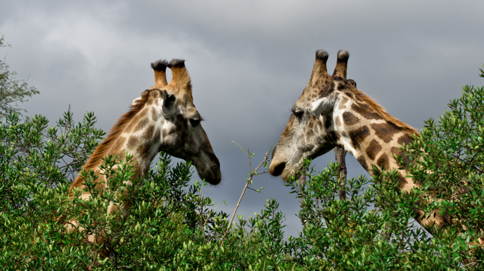 General Wildlife  129