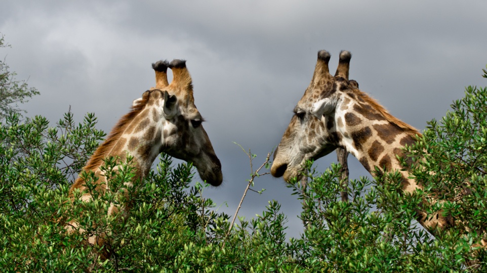 Giraffes feeding from tree, a graceful sight. Giraffes feeding from tree, a graceful sight.