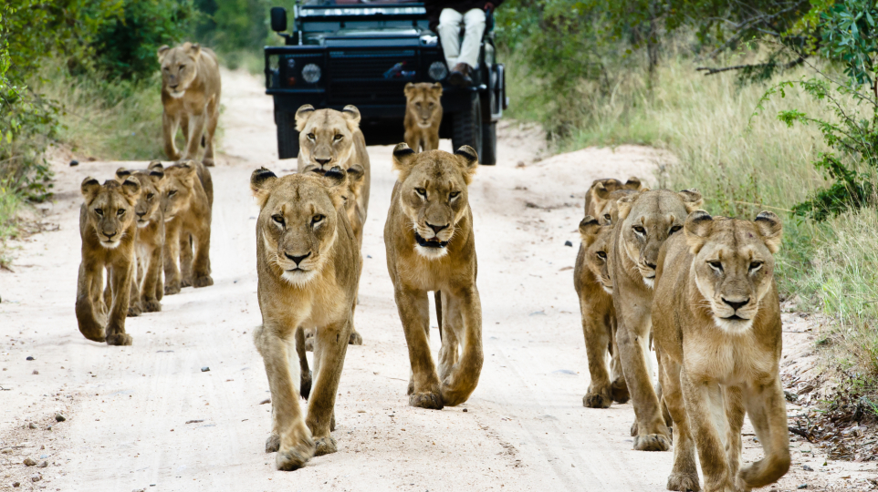 OnSafari 50