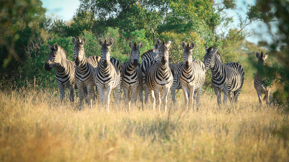 General Wildlife 3
