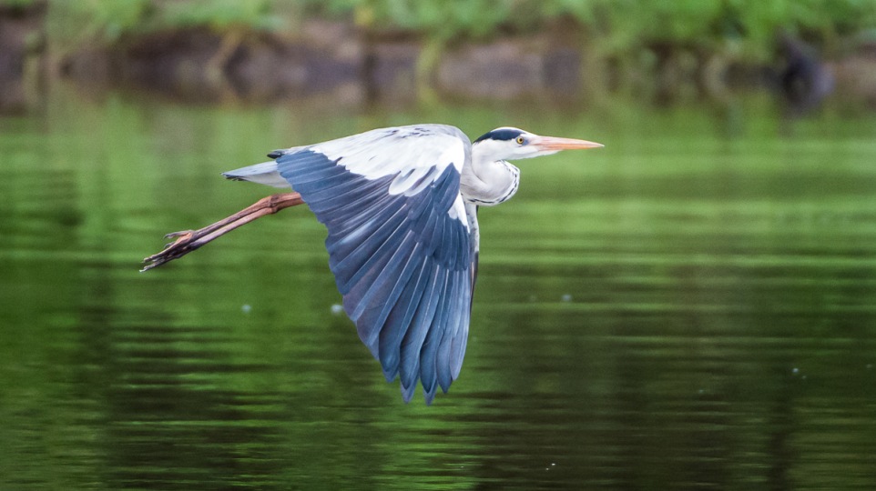 Grey Heron gliding over tranquil waters.