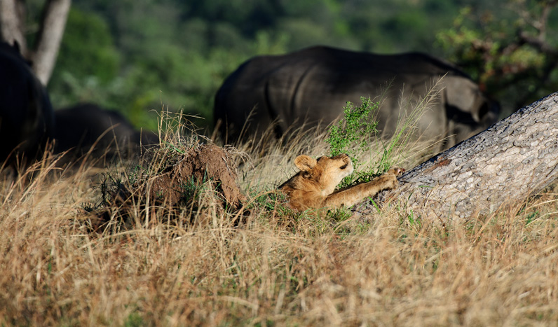 Rhino Tree Lions 4 Rhino Tree Lions 4