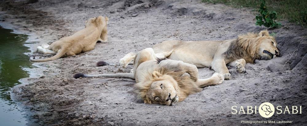 10997698 810021699045483 3651246483331868423 O