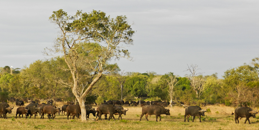 Buffalo Herd Buffalo Herd