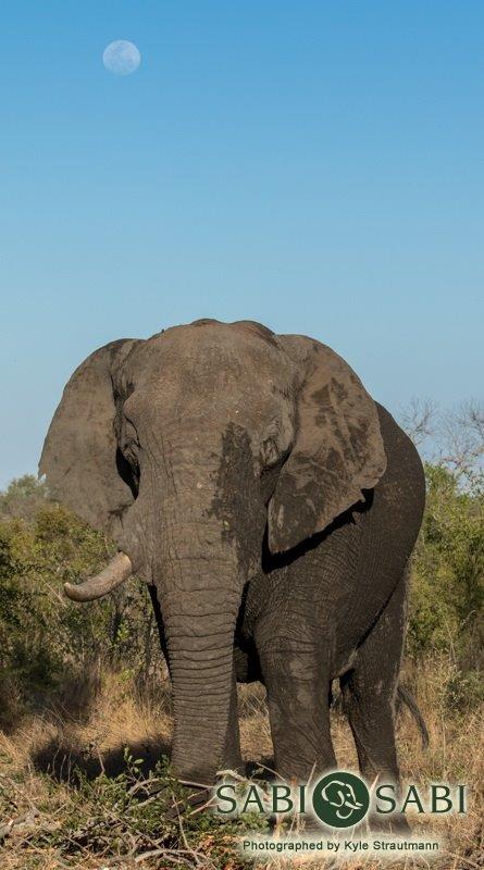 19Kyle 4 Nov Elephant Moon 3 Final 19Kyle 4 Nov Elephant Moon 3 Final