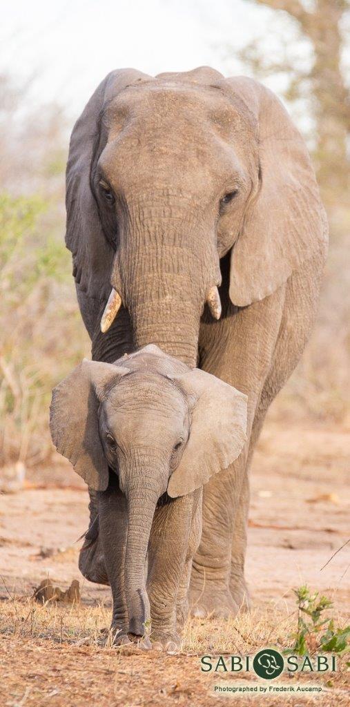 13Frederik Aucamp Elephant Mother And Calf 28 10 2018 1 Final 13Frederik Aucamp Elephant Mother And Calf 28 10 2018 1 Final