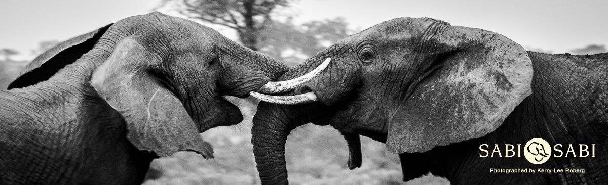 05Kerry Lee Roberg Elephant Bulls Final 05Kerry Lee Roberg Elephant Bulls Final