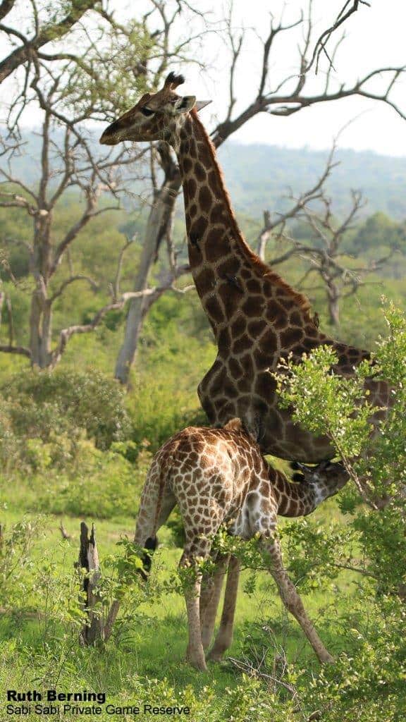 34Ruth Berning Giraffe And Calf 19 12 19 Final 34Ruth Berning Giraffe And Calf 19 12 19 Final