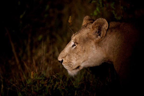 14May13   Lion