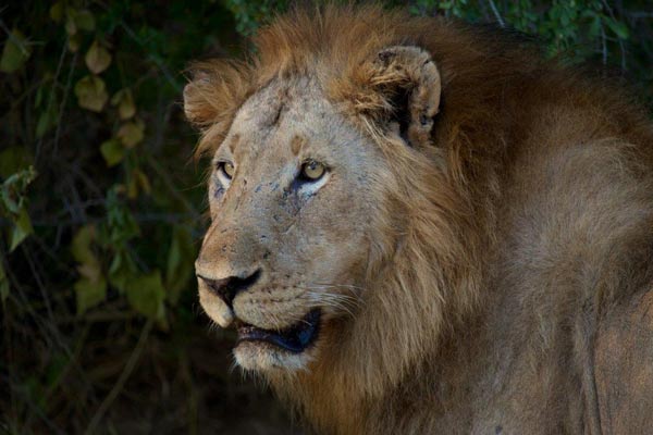 14May13   Lion Male