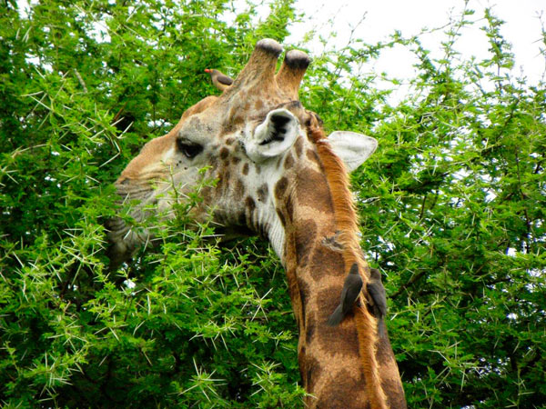 16April13 Giraffeguest 16April13 Giraffeguest