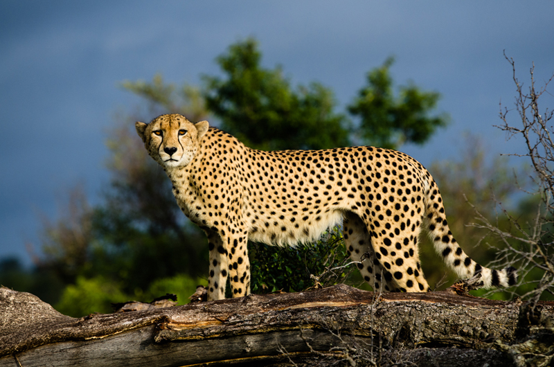 Cheetah 4r Cheetah 4r