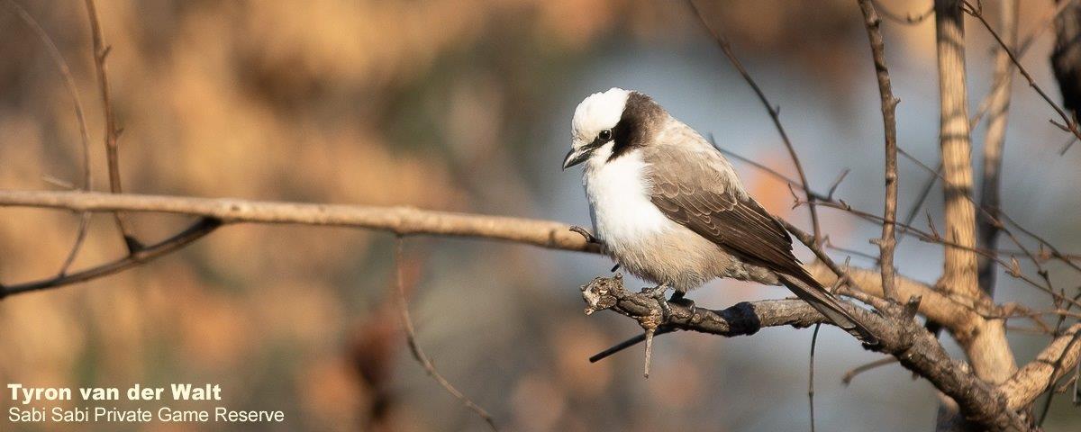 21Tyron Van Der Walt Southern White Crowned Shrike 240520 2 Final 21Tyron Van Der Walt Southern White Crowned Shrike 240520 2 Final