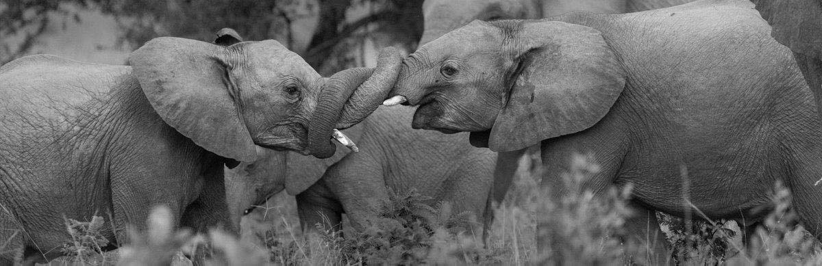 10Mike L Elephant Play 10Mike L Elephant Play