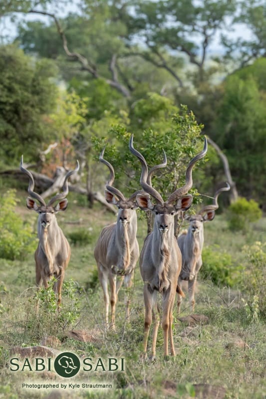 02Kyle 05 Jan Kudu Bulls Final 02Kyle 05 Jan Kudu Bulls Final
