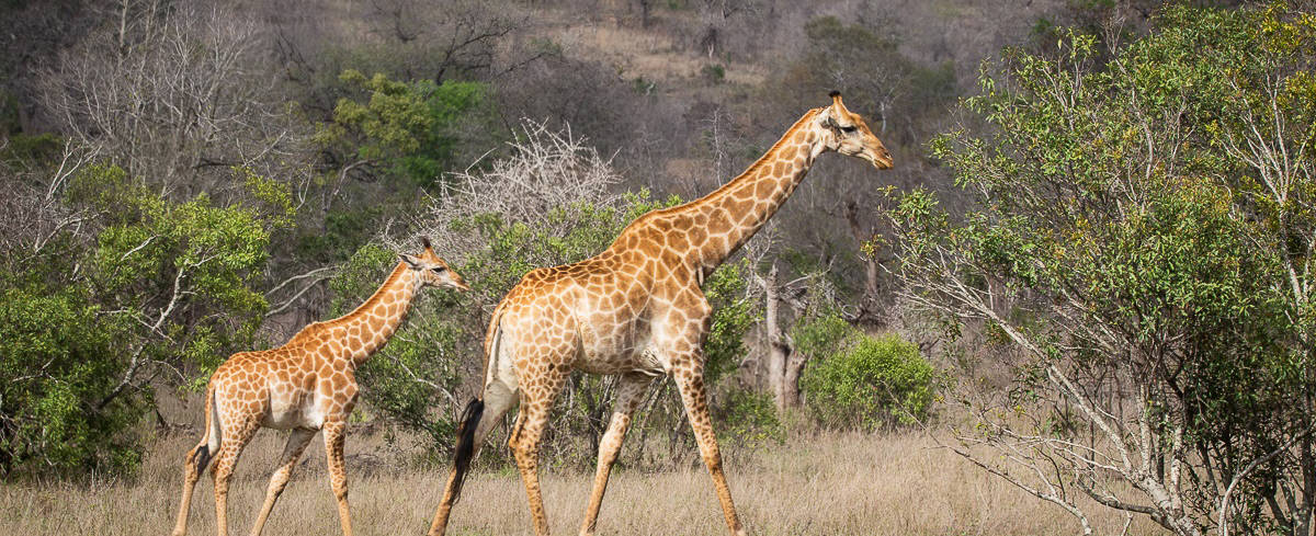 05andries Giraffes.blog 2.2 Final 05andries Giraffes.blog 2.2 Final