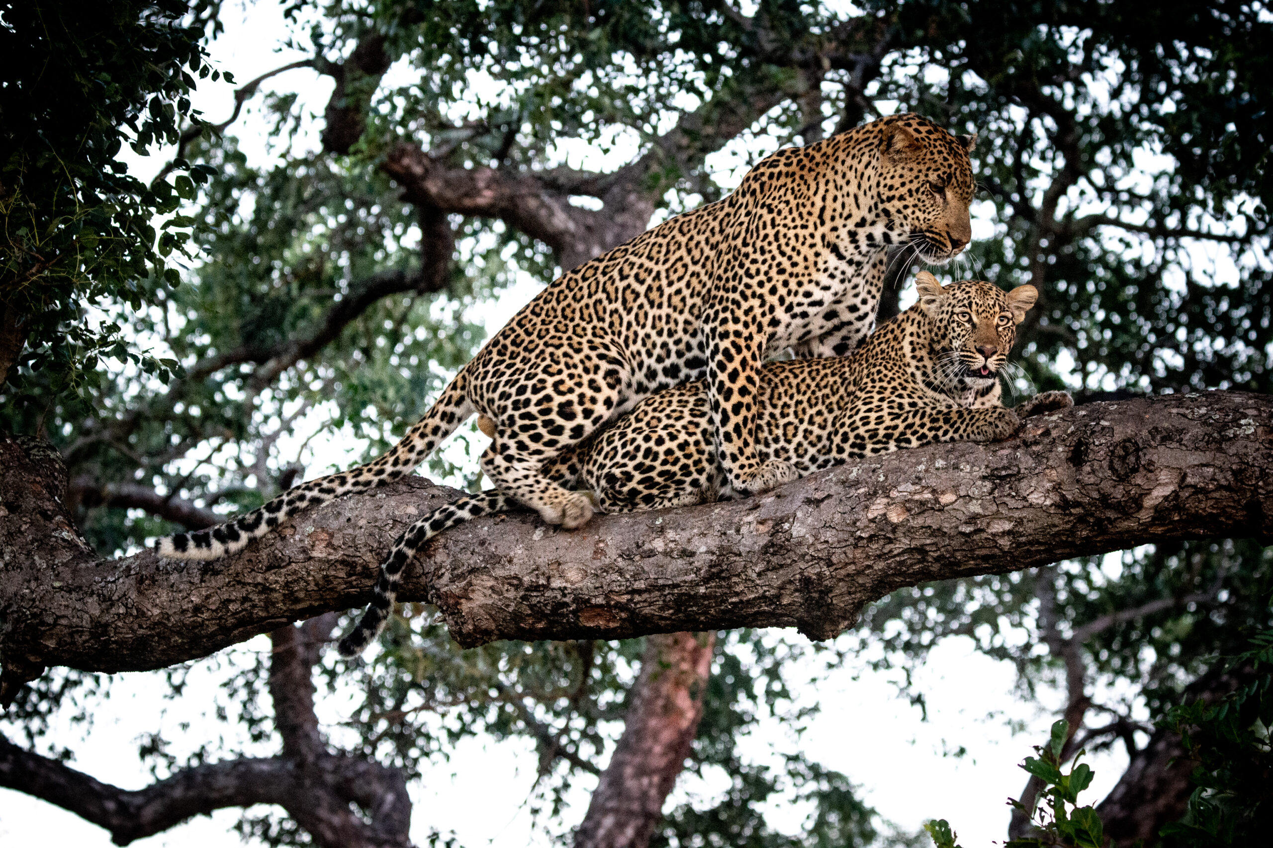 Leopards defy all odds | Sabi Sabi