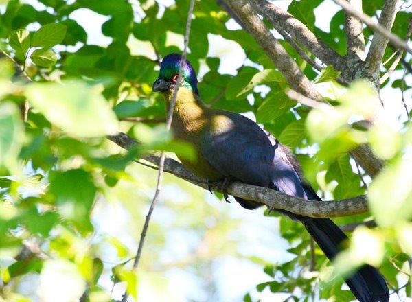 08April2014 Smit Turaco 08April2014 Smit Turaco