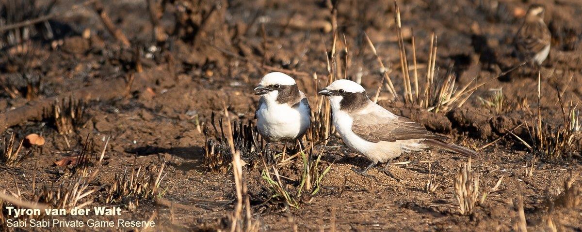 20Tyron Van Der Walt Southern White Crowned Shrike 240520 1 Final 20Tyron Van Der Walt Southern White Crowned Shrike 240520 1 Final