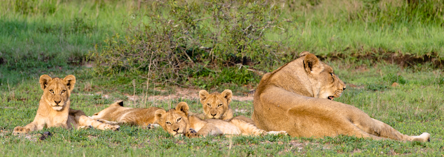 Luxury Safari 15 Luxury Safari 15