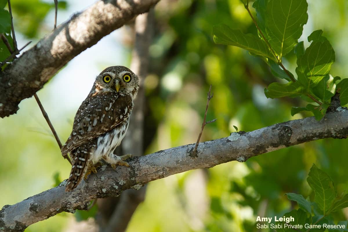 Owlets | Sabi Sabi
