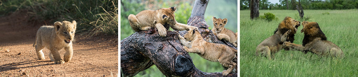 Cubs Lions Collage 2 1200px Cubs Lions Collage 2 1200px