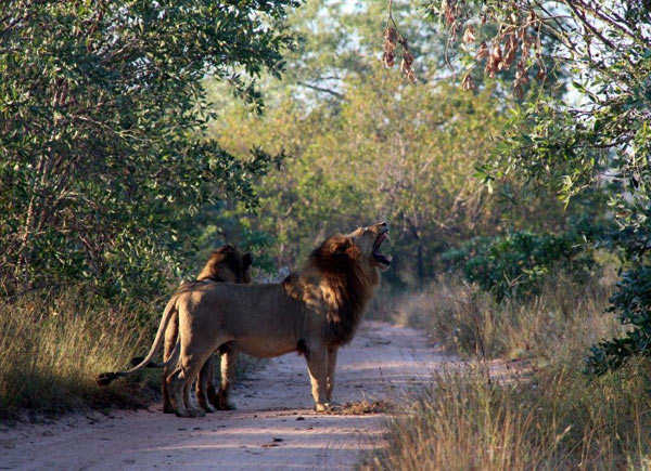 28May13 Simmie Sobel Lion 28May13 Simmie Sobel Lion