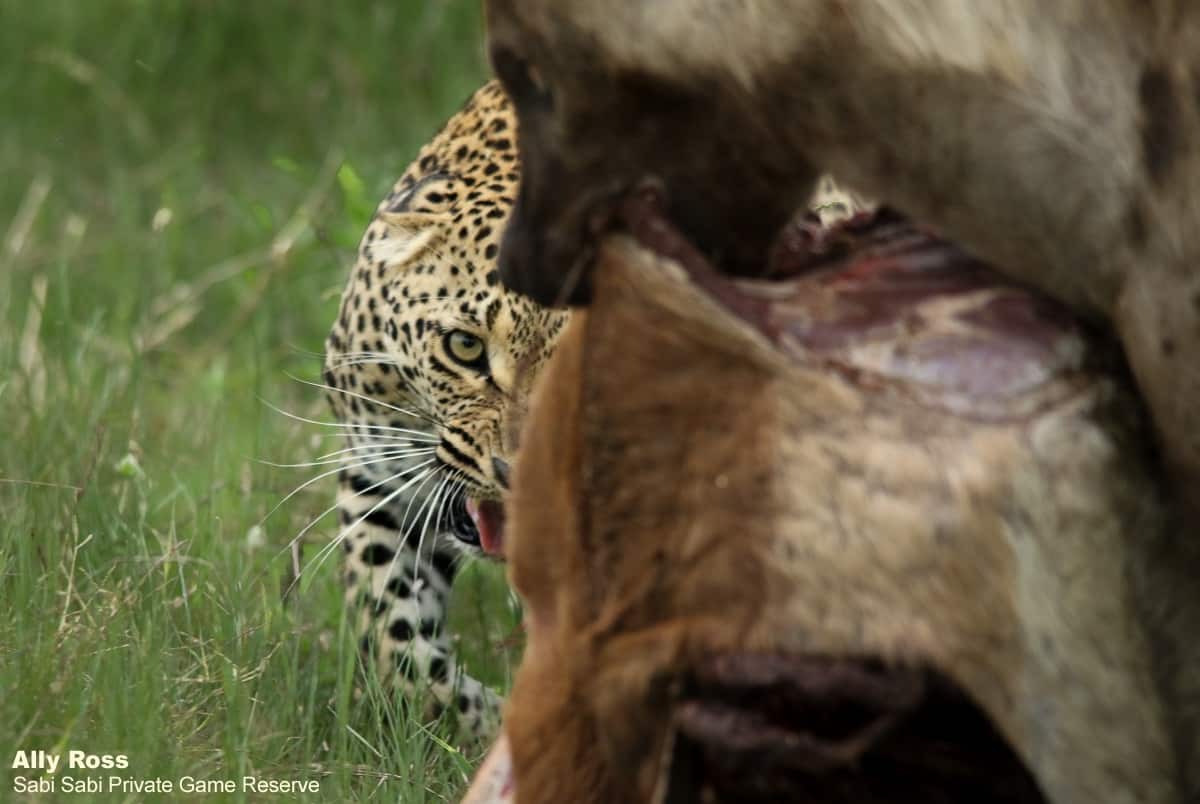 The Intruders (rivals of the Zoo in Greece)